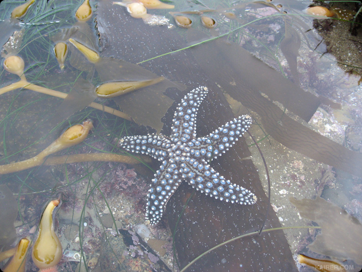 Sea Star